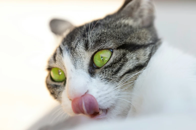 cat making funny face with tongue out, wide open mouth