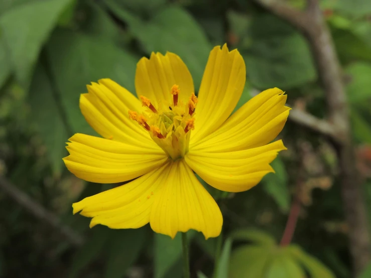 a bright yellow flower with some green leaves in the background