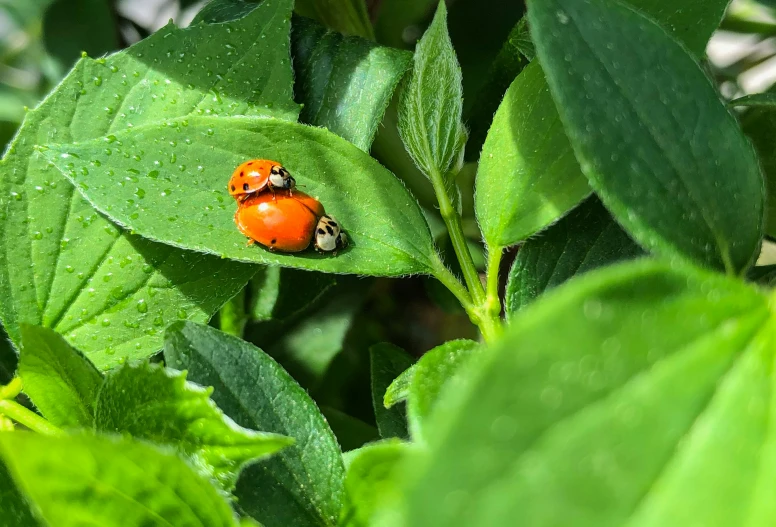 an orange bug rests on some green leaves