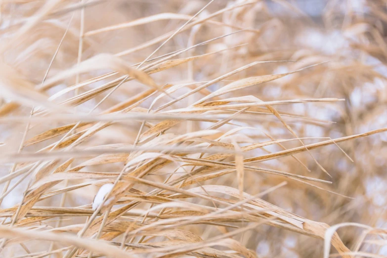 an image of long grass that are blowing in the wind