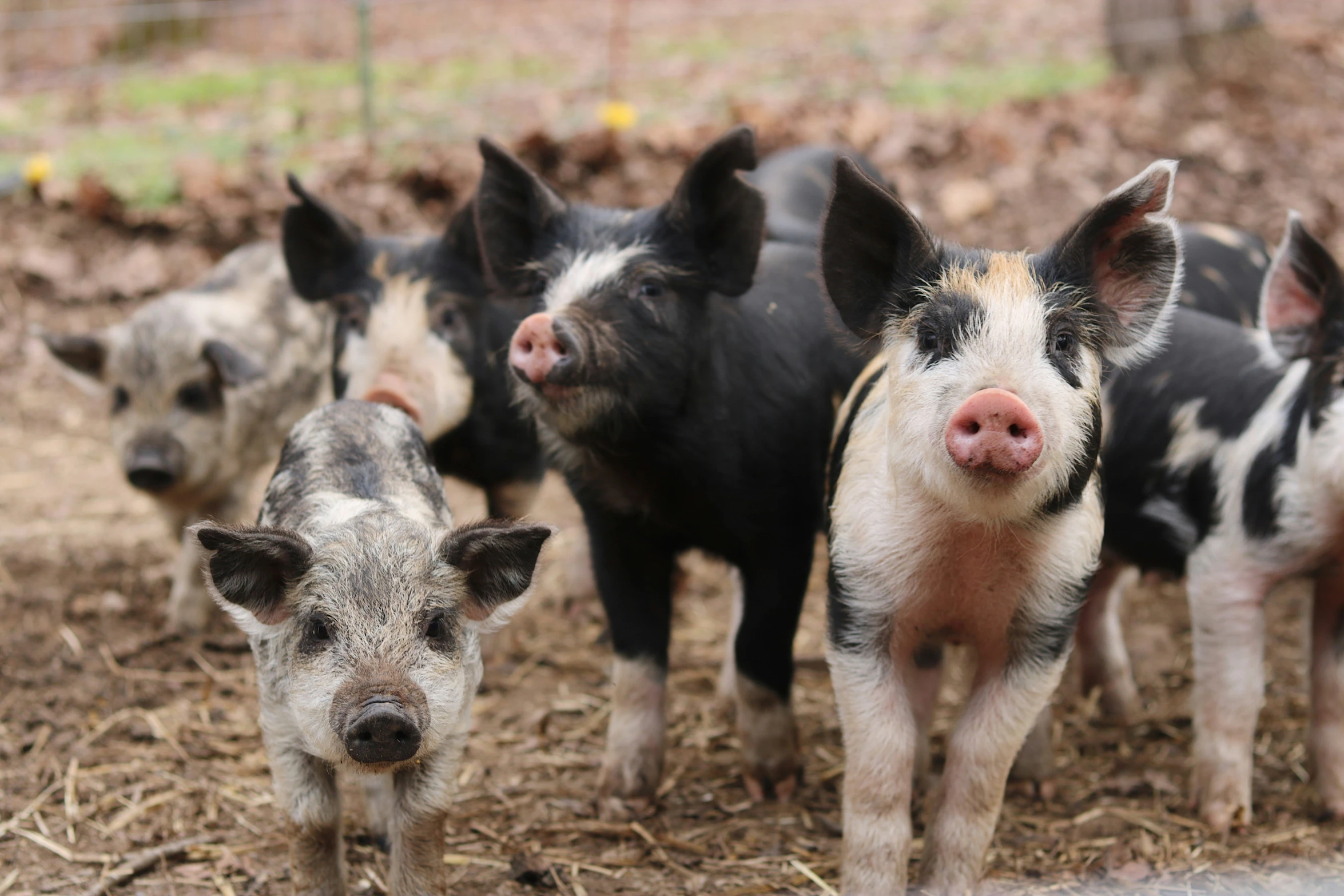 a group of pigs looking on standing in the middle of the field