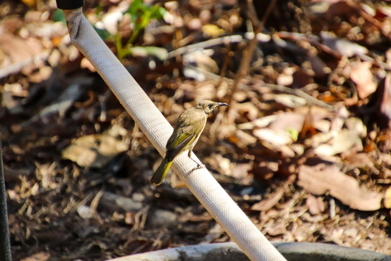 a small bird on the stem of a metal pipe