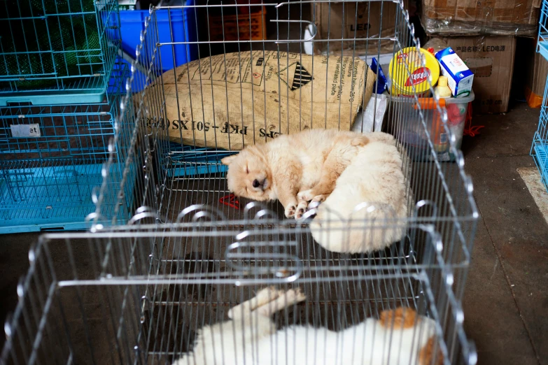 a caged animal laying next to another caged animal