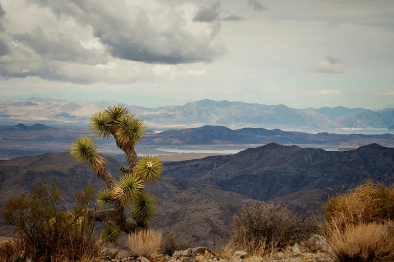 a tall cactus plant in the middle of the desert