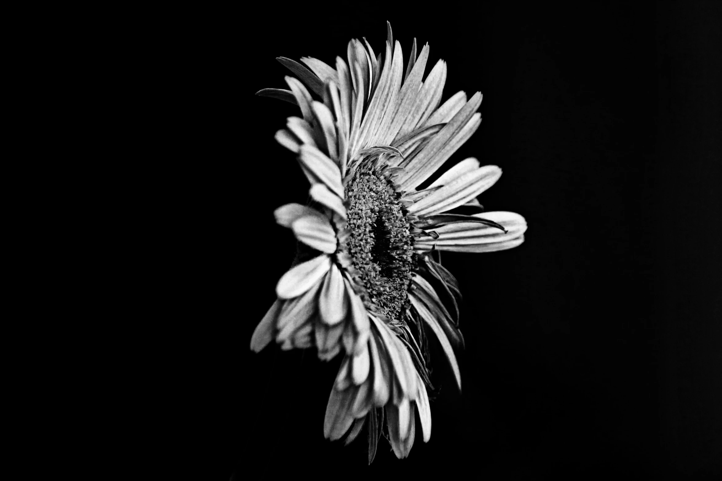 the black and white pograph shows a beautiful flower