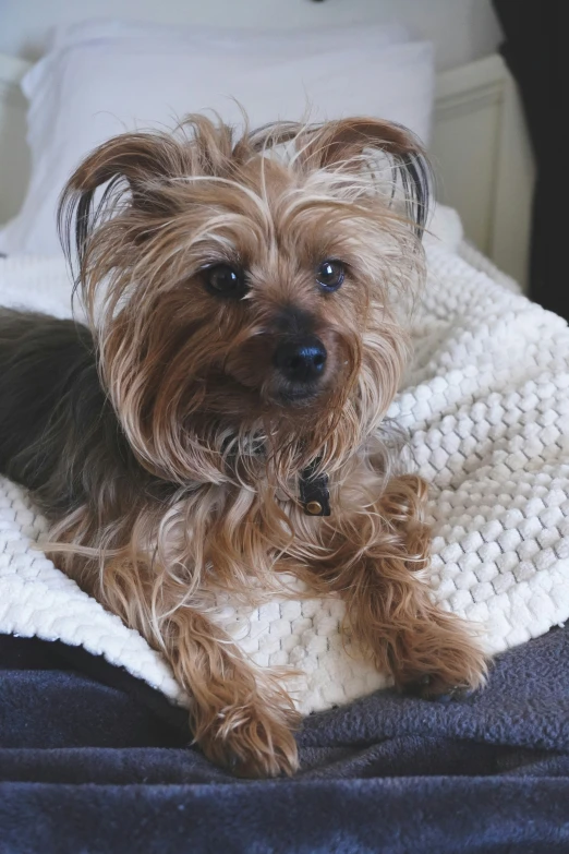 a brown dog laying on top of a bed