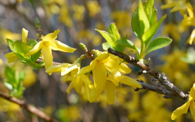 a cluster of yellow flowers are blooming on a tree