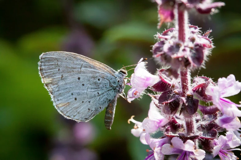 a gray erfly with blue markings on it sitting on a pink flower