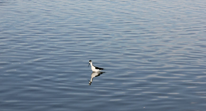 two birds standing on top of the water