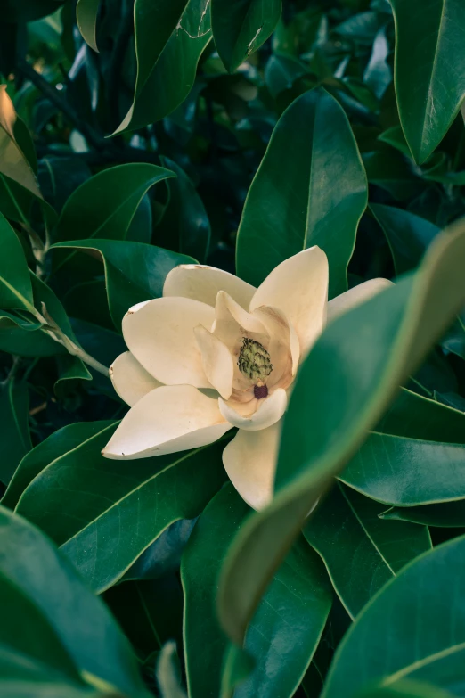 a yellow flower on top of green leaves