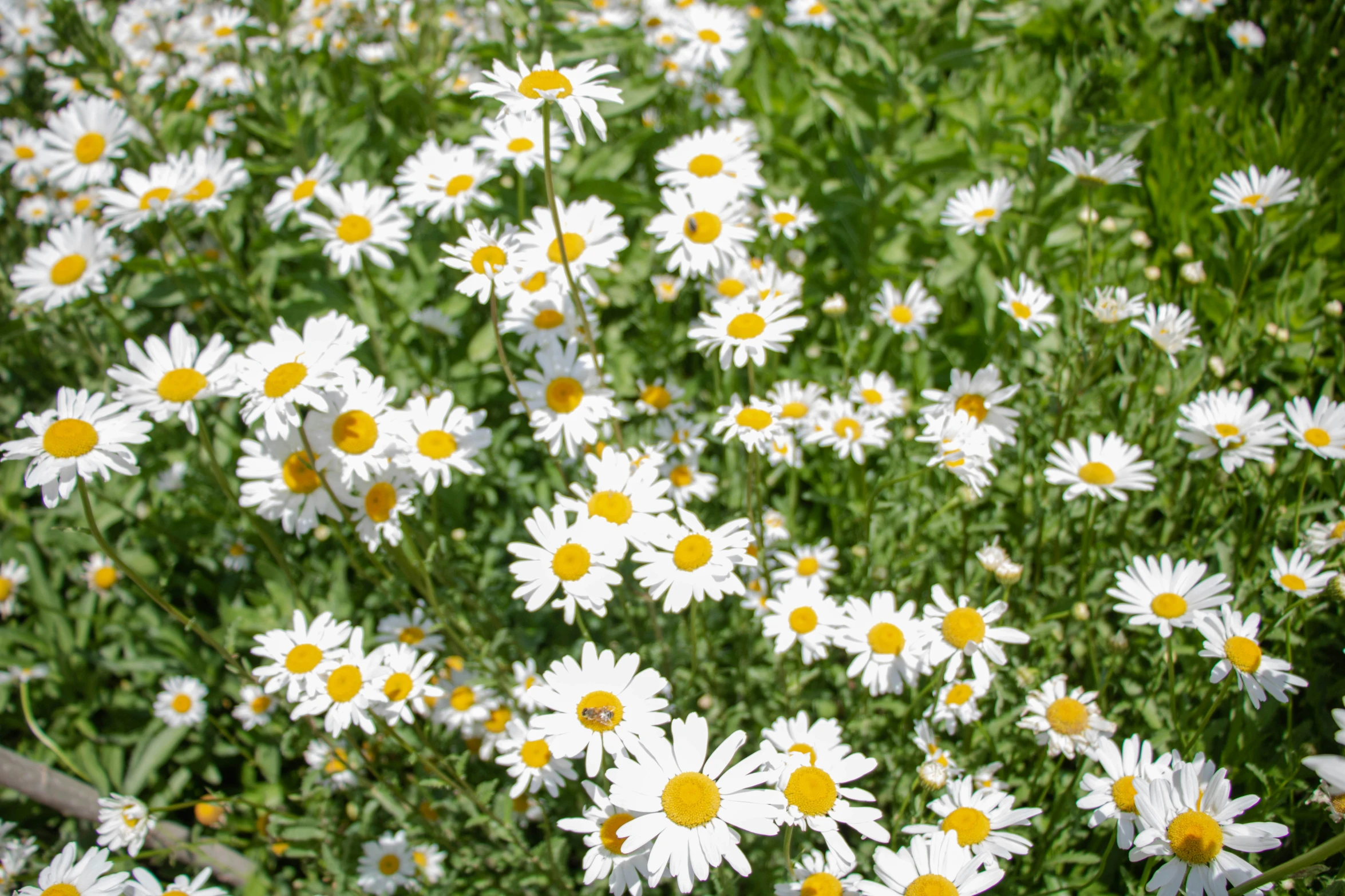 large group of wildflowers growing on the side of a road