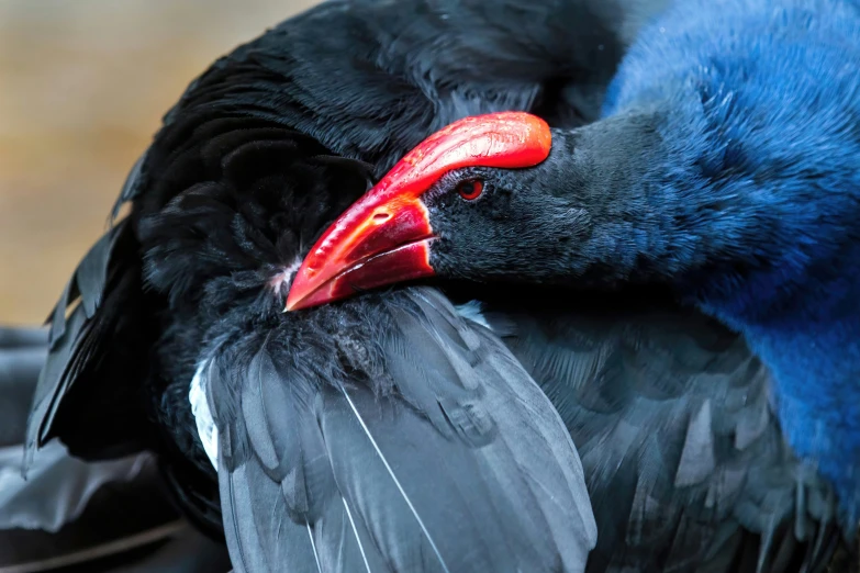 a very close up s of a blue bird laying its head on another birds body