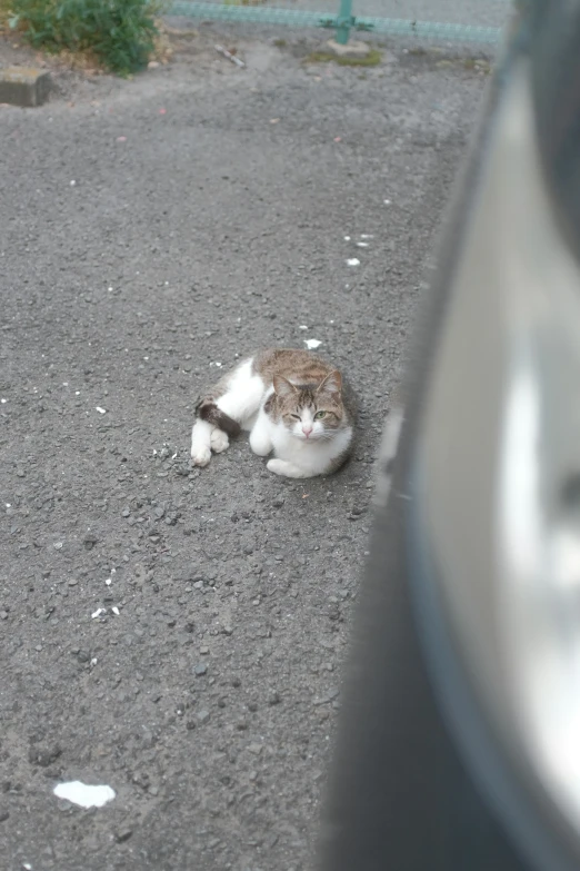 a cat is lying down in the street next to a car