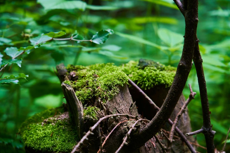 moss grows on the trunk of an old tree in a forest