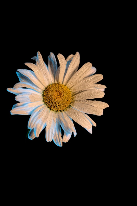 a single white daisy in the dark with light from a light source