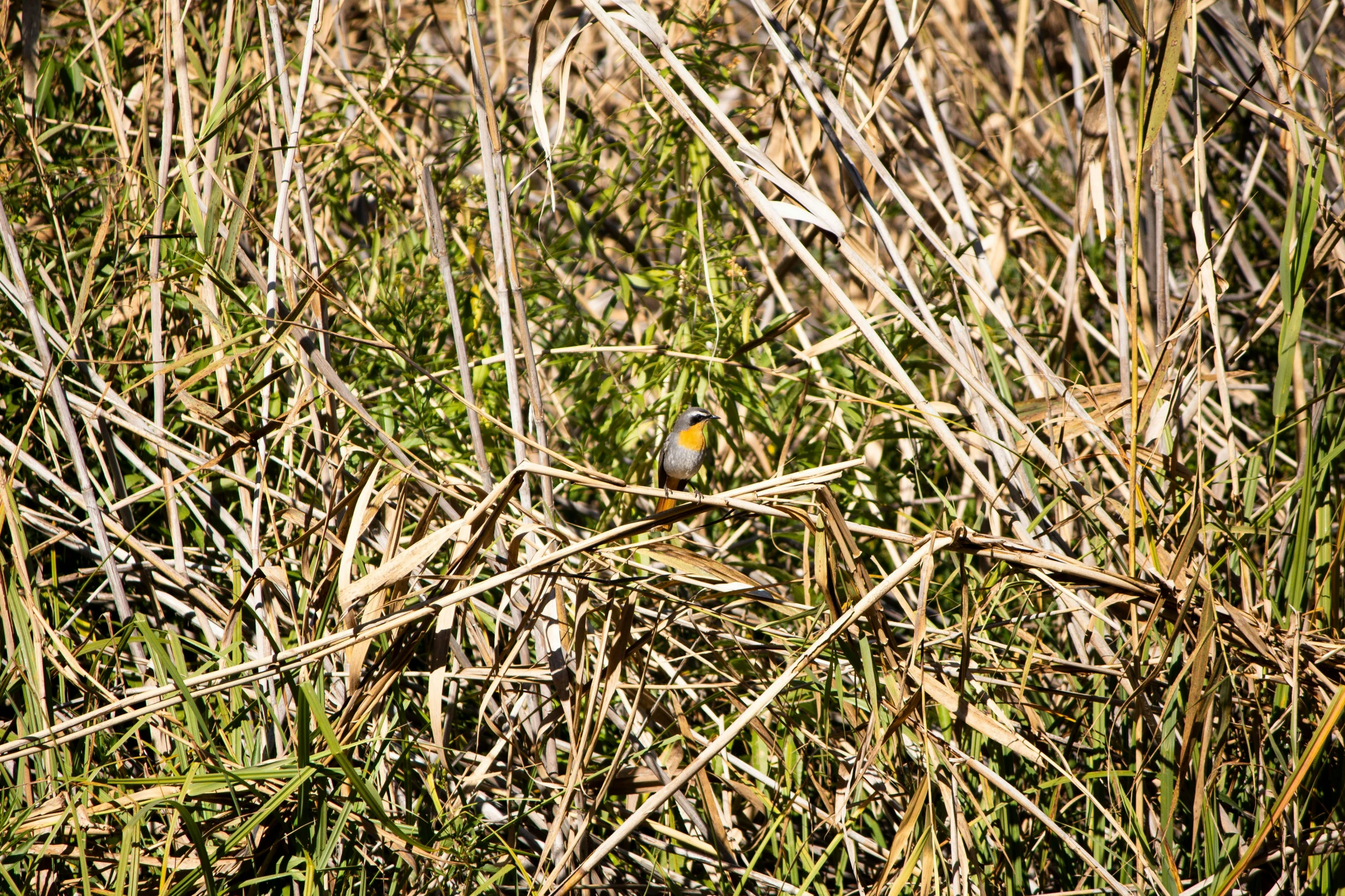 a small bird is standing in the tall grass