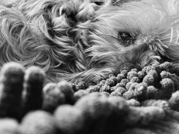 close up po of black fuzzy feathers and fur