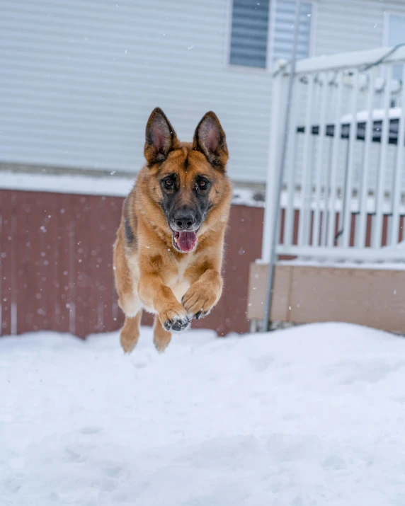 a german shepard dog is leaping in the snow