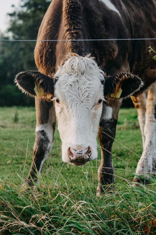 a cow standing in a grassy field behind a fence