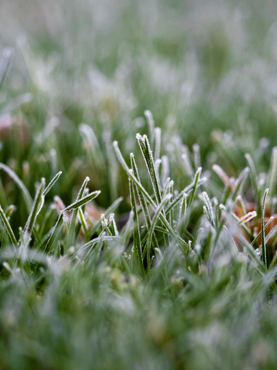 small frosted plant life on grass in winter