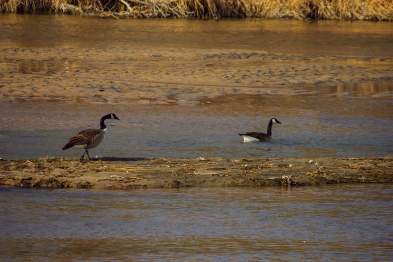 two birds that are standing in the dirt