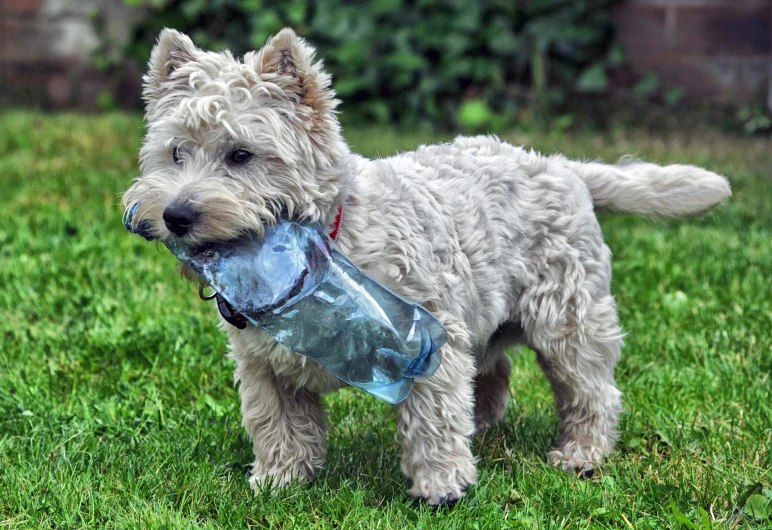 a small dog is holding a water bottle in its mouth