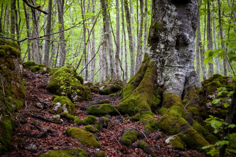 a mossy area with trees and a few rocks