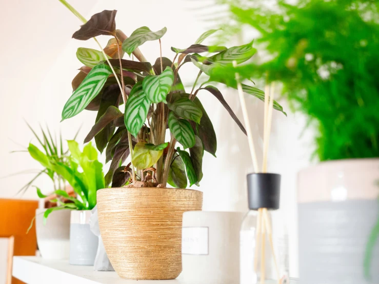 a plant that is sitting on a counter