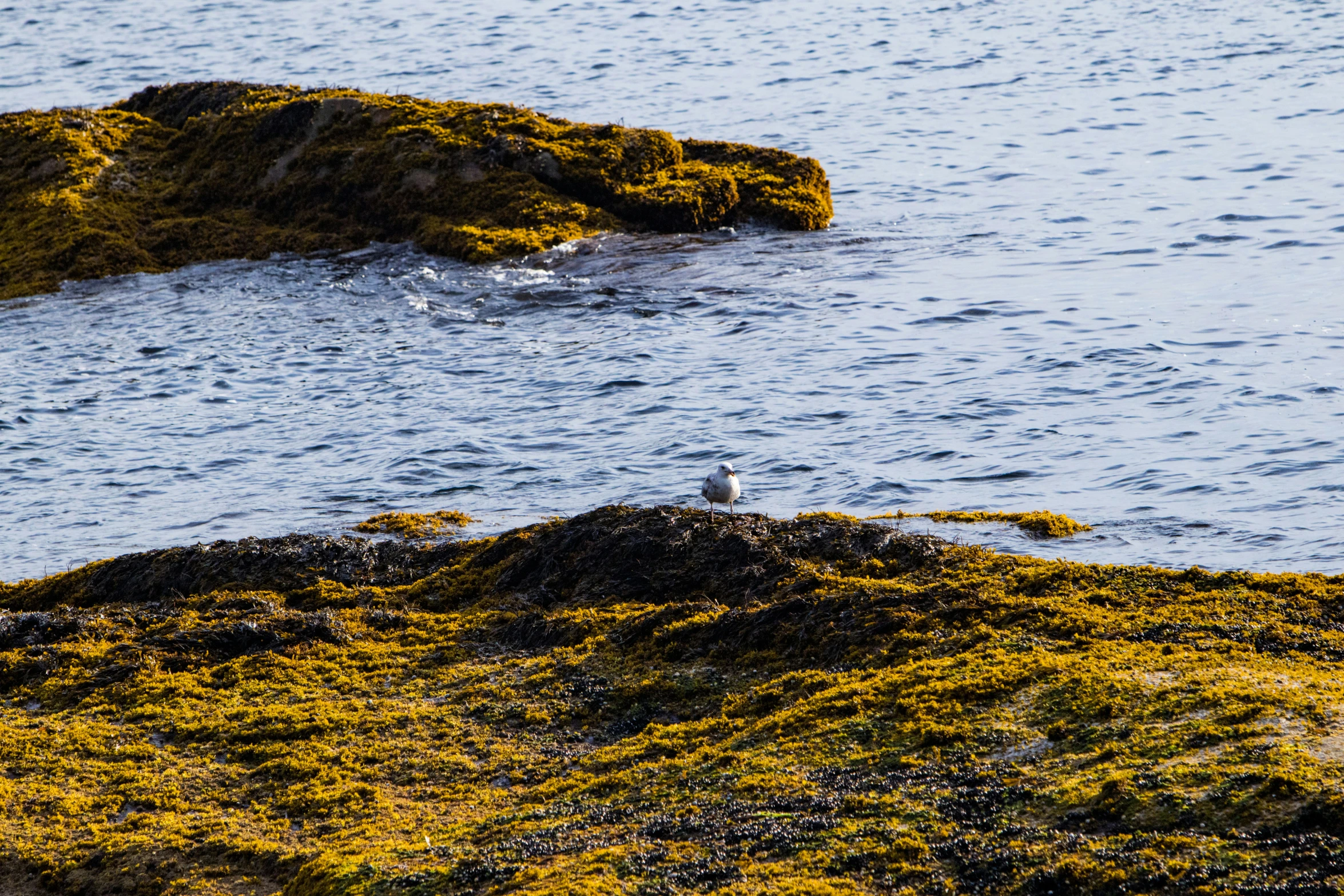 birds sitting on moss covered rocks in the ocean