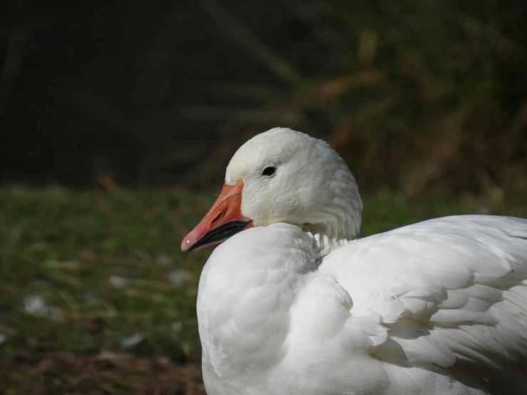 a goose with an orange beak is standing outside