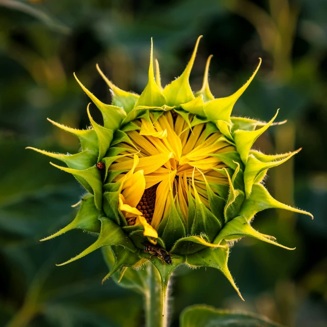 a yellow sunflower with green leaves and lots of leaves