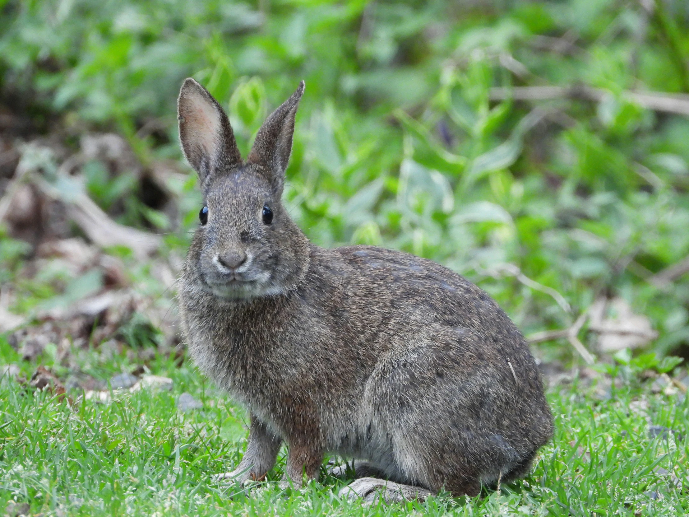 small rabbit is sitting in the green grass