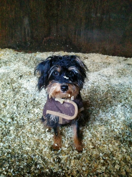 a small dog wearing a scarf sits on top of some straw