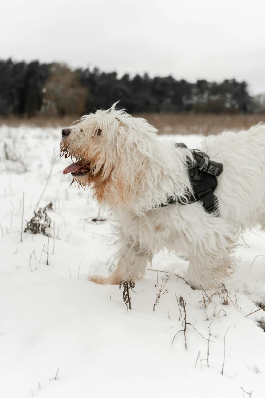 a very cute dog walking in the snow