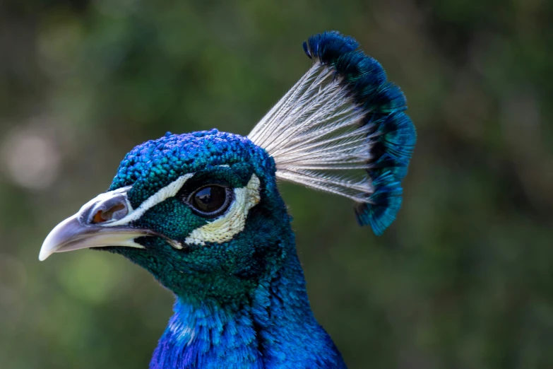 the head and tail of a peacock with bright blue feathers