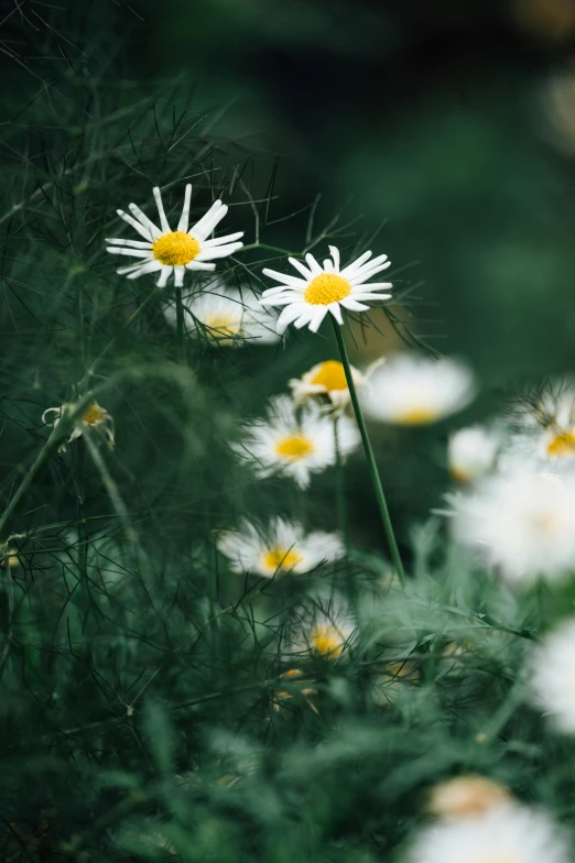 the field of daisies in full bloom are very beautiful