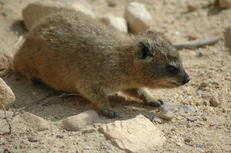 the rodent is walking on the rocky ground