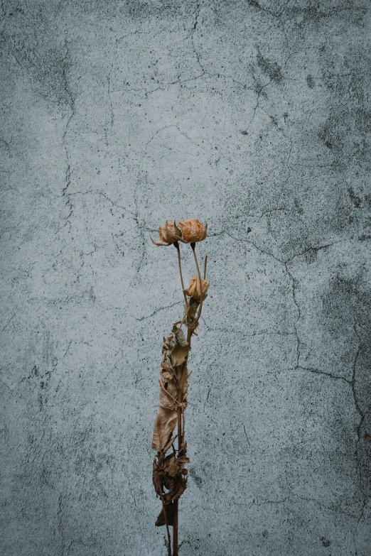 a plant that is growing on a twig with lots of dead leaves on it