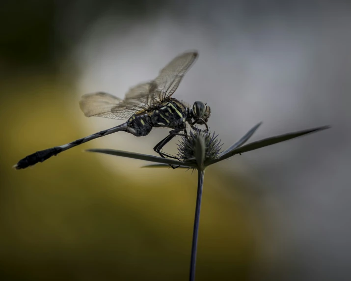 a fly is sitting on top of a plant