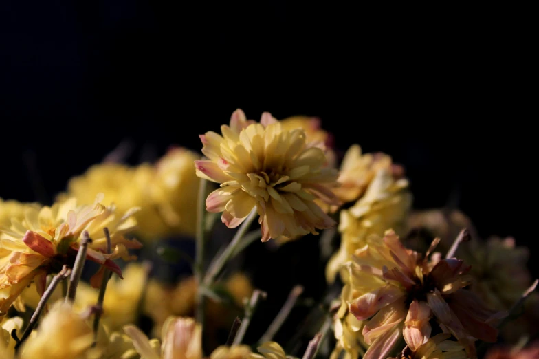 a bunch of yellow flowers with purple centers