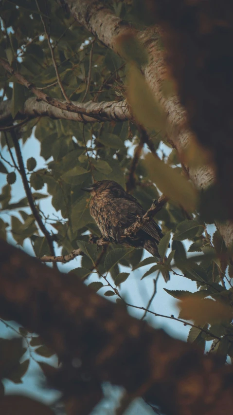 a small bird is perched on a tree nch