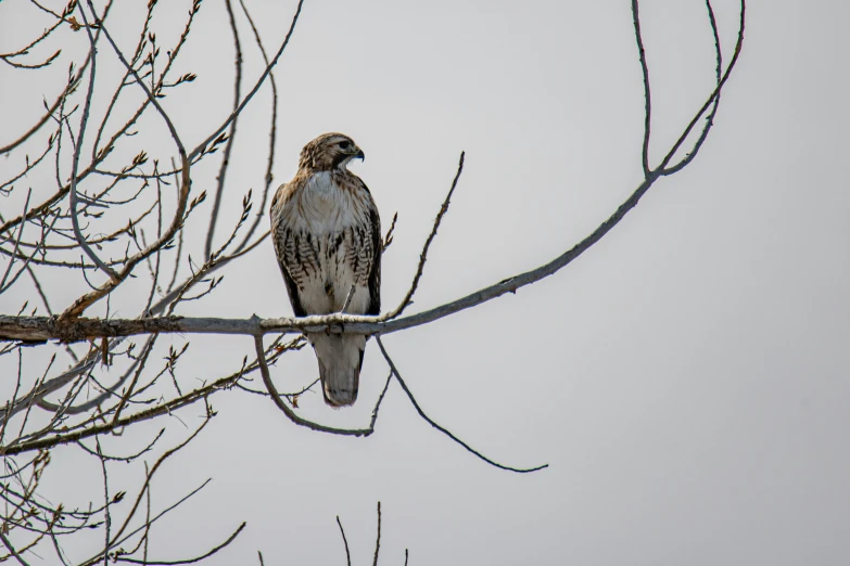 a hawk sits on the limb of a tree