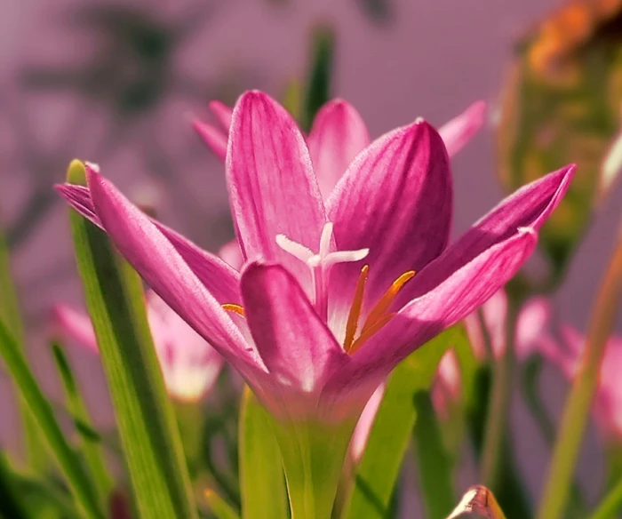 the pink flower is close to the ground