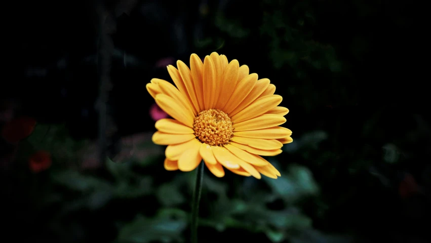 a yellow flower that is next to a green plant