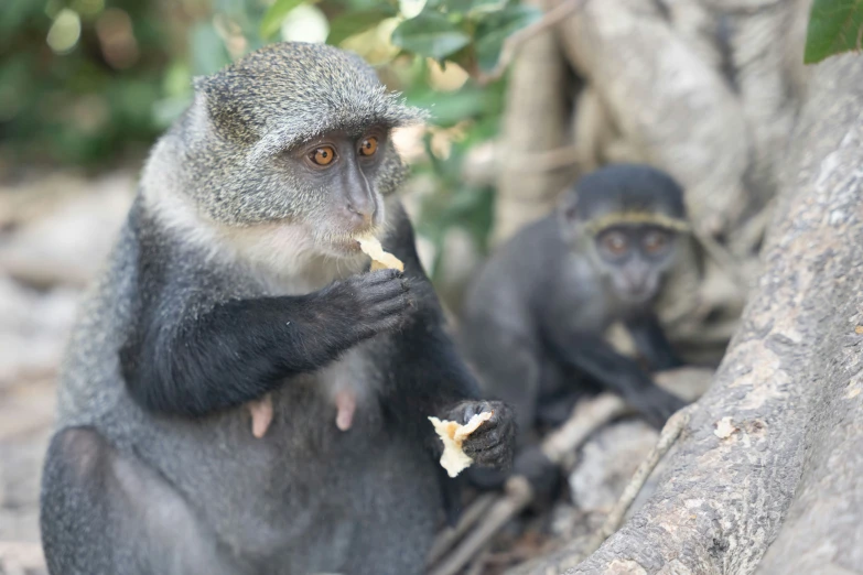 two monkeys sit on rocks in front of a tree