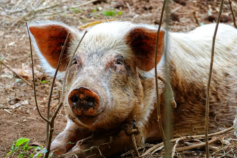 a small pig is looking at soing while laying in the dirt