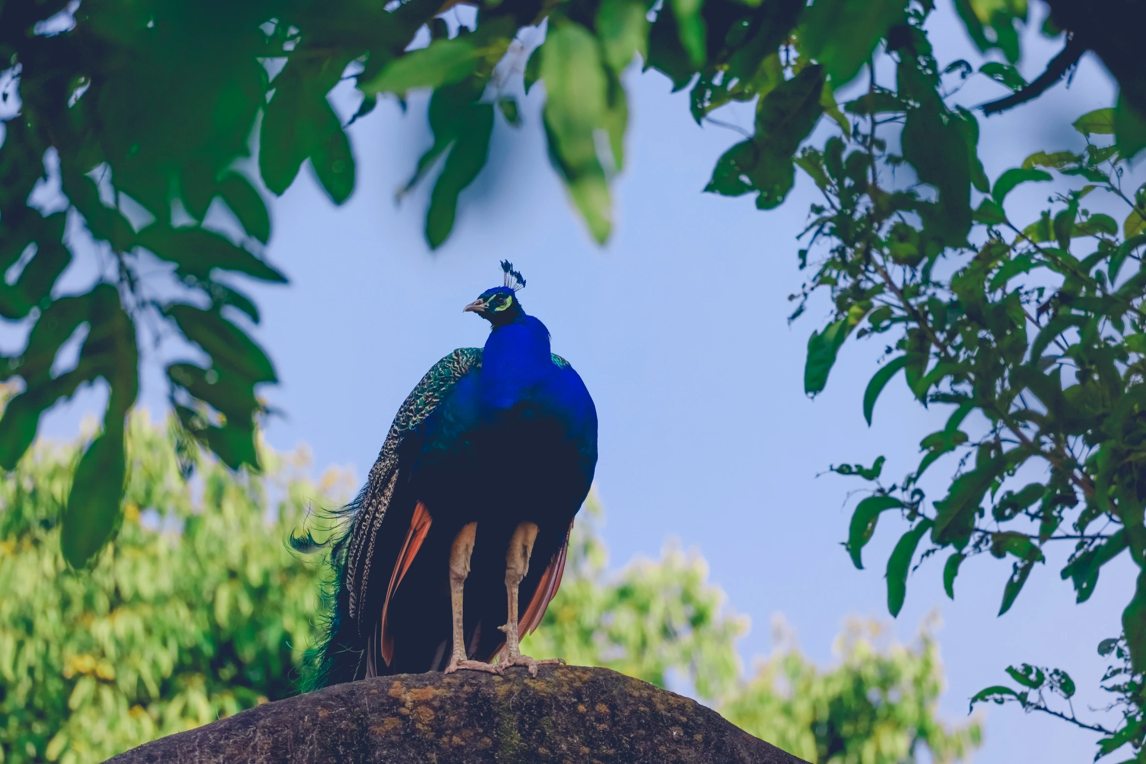 a peacock perched on top of a big rock