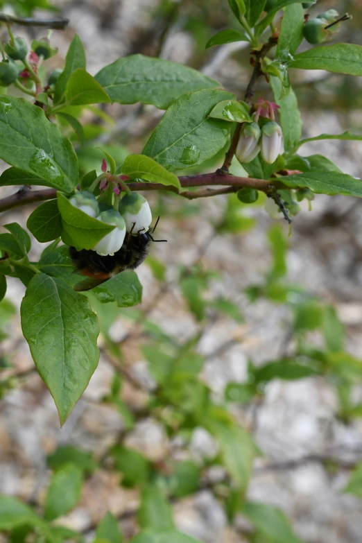 an insect is crawling on a leafy plant