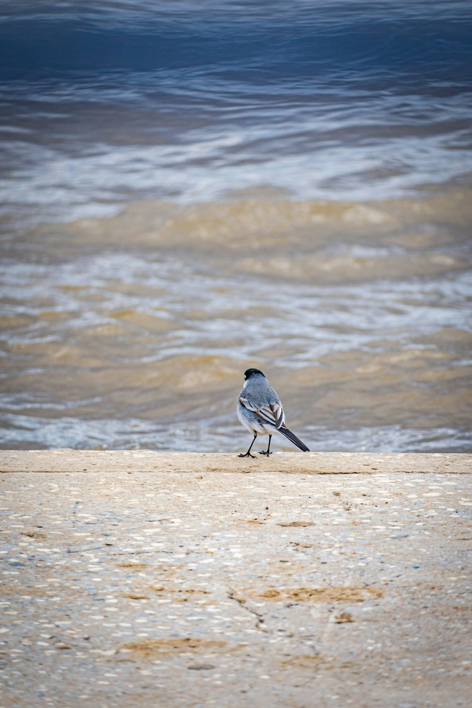 a bird is standing on the beach by water