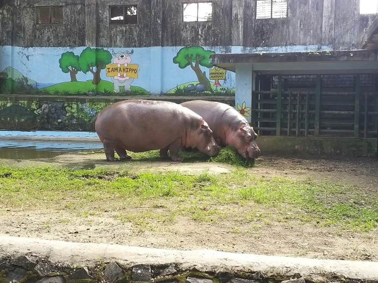 two hippos standing outside an old wooden fence